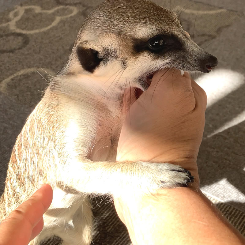 吾作がお父さんにカミカミ