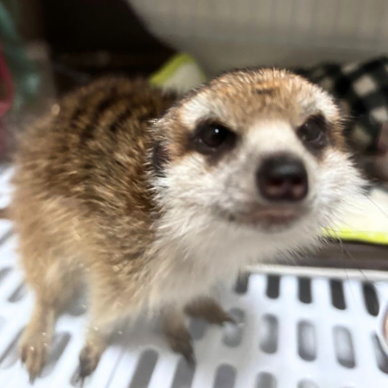 ミーアキャットのぽちゃ丸ちゃん