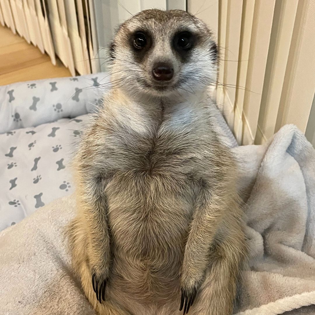 ミーアキャット名鑑 | meerkat.life